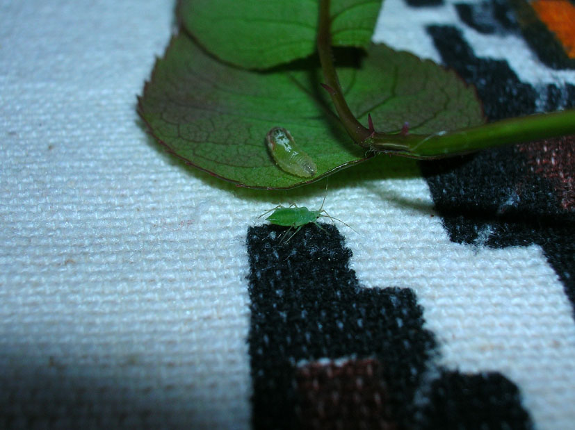 Larva cacciatrice di Episyrphus balteatus